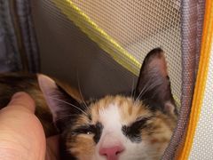 -瑞派康怡24h宠物医院·犬猫医疗中心·微创绝育(瑞景分院)