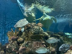 -上海海洋水族馆