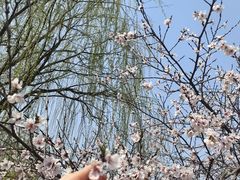 -武清南湖绿博园