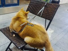 -LA MAISON公鸡和龙(蛇口店)