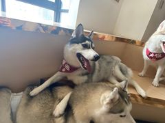 -Husky Go! 哈士奇体验馆·宠物咖啡厅狗咖