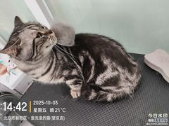 -爱洗澡的猫(望京店)