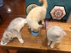 -猫小院猫主题咖啡厅(北锣店)