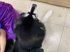 -宠福鑫康馨动物医院·骨科·眼科