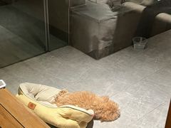 -宠颐生斯嘉宠物医院·急重症·心内科(谷阳北路分院)