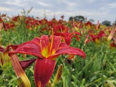 -汉长安城未央宫国家考古遗址公园