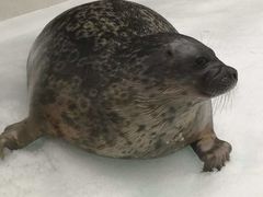 -大阪海游馆