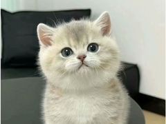 -猫十亿·布偶金渐层·曼基康矮脚猫舍(青年路店)