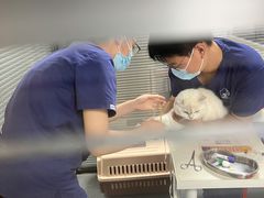 -伟伟宠物医院·CT影像中心·瑞派犬猫综合性门诊(汉口总院)