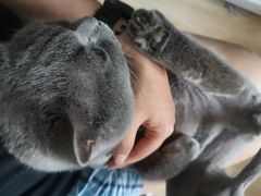 -中农大我爱我爱24h动物医院·中医针灸·猫专科·骨科医疗中心(双井店)