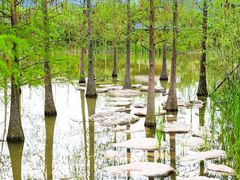 -上海长兴岛郊野公园