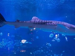 -烟台海昌鲸鲨海洋公园