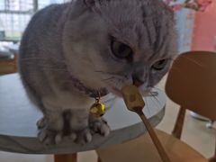 -喵宠乐园·撸猫互动·猫舍