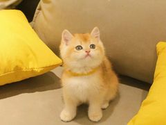 -猫十亿·布偶金渐层·曼基康矮脚猫舍(青年路店)