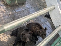 -西霞口神雕山野生动物世界