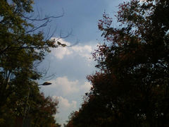 android_upload_pic-河南师范大学(主校区)