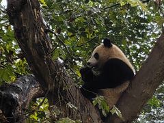 -都江堰中华大熊猫苑