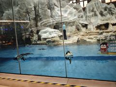 -帝企鹅自助餐厅•儿童岛•真企鹅(长隆企鹅酒店)