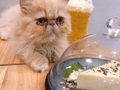 -飞行喵MR PILOT|猫舍·猫咖(静安大融城店)