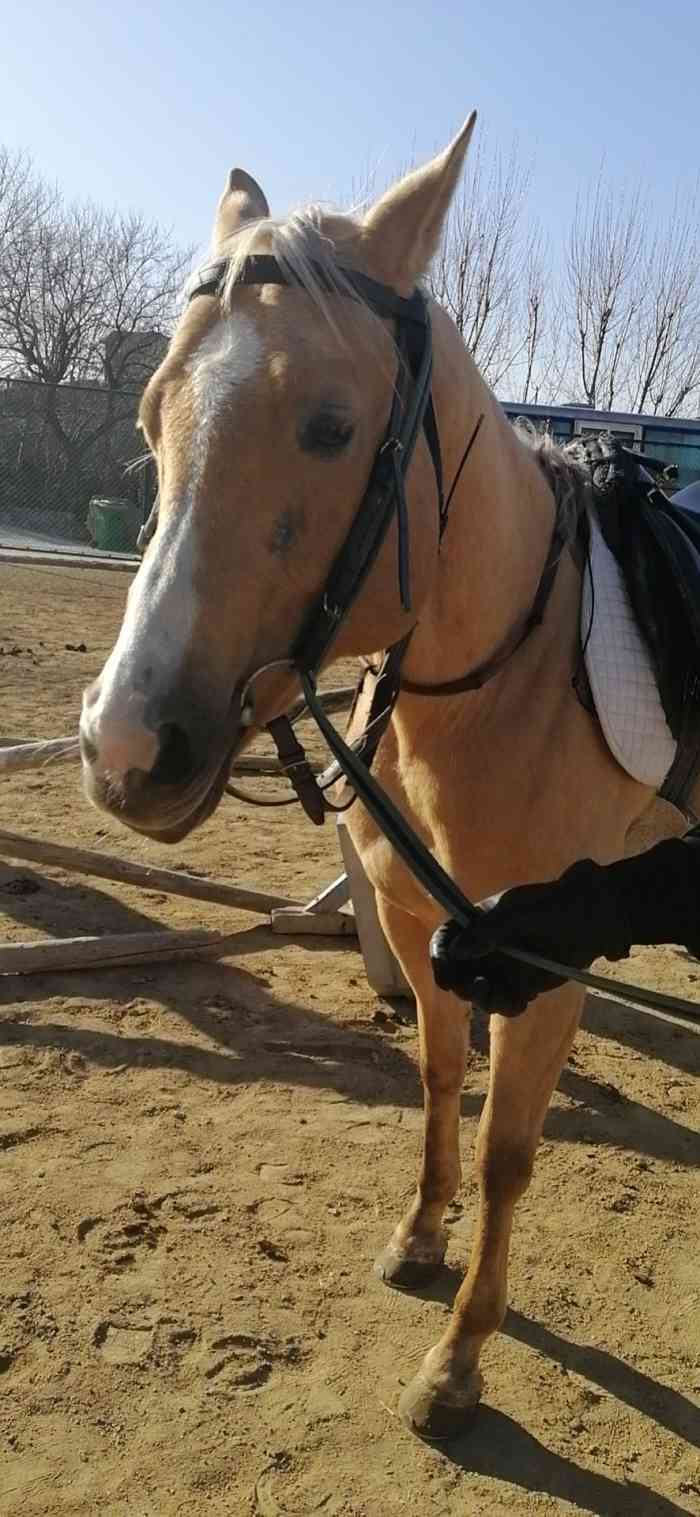 中联骑士联盟青岛马术俱乐部户外场