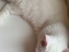-Let's go狗咖·猫咖·奶狗·桌游(春熙路IFS店)