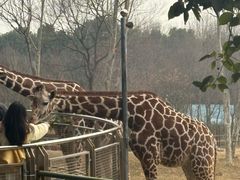 -合肥野生动物园