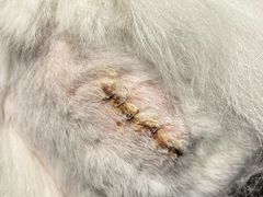 -北京派仕佳德动物医院·超导核磁·CT·神经科·骨科·内外科·急重症管理中心