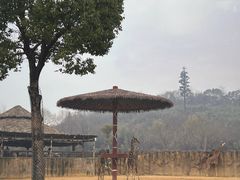-杭州野生动物世界