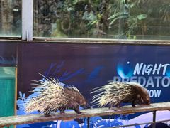 -清迈夜间动物园