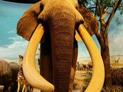 -陕西自然博物馆