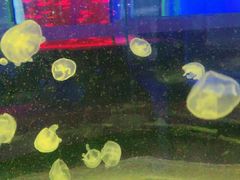 -锦艺城海洋馆