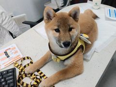 -瑞派雷欧宠物医院·中兽医·眼科·急重症转诊中心(黄台店)