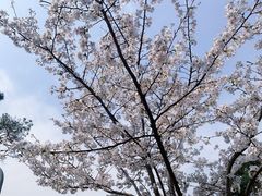 -武汉大学-樱园