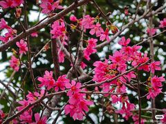 -莲花山公园