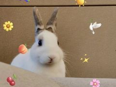 -彩虹桥宠物火化殡葬善终服务(金乐大厦店)