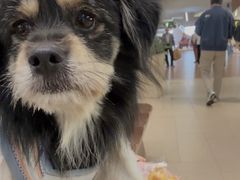 -苏小柳点心·手作小笼包(浦东嘉里城分院)