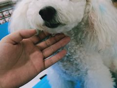 -博特宠物医院24h犬猫全科.骨科·异宠