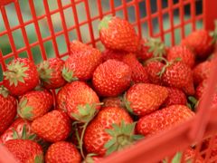 -胜丰草莓采摘园