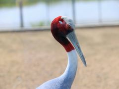 -盐城丹顶鹤湿地生态旅游区