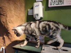 -猫猫幼稚园·撸猫·桌游·电玩