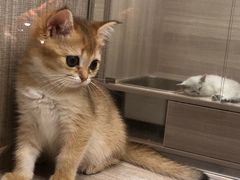 -飞行喵MR PILOT|猫舍·猫咖(静安大融城店)