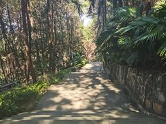 -铁山坪森林公园