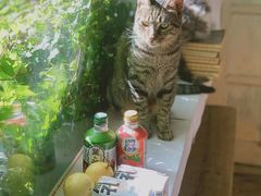 -海边的猫和咖啡馆