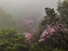 -梧桐山风景名胜区