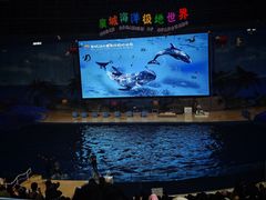 -泉城欧乐堡海洋极地世界