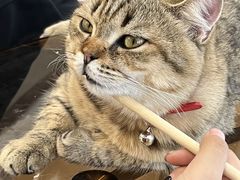 -共舞时光猫咖·狗咖(新街口店)
