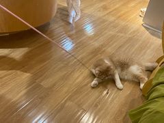-滚猫咖啡·猫咖·猫友好撸猫(未来城店)