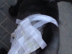 C0BA081BC2DA8C8116D48ED126754E1A-康乐宝动物医院