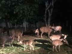 -清迈夜间动物园