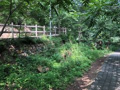 -大岭沟猕猴桃谷风景区